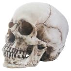  Skull фигурка . съемный талант! medium размер голова крышка . украшение фигурка Skull каркас 