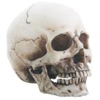  Skull фигурка . съемный талант! medium размер голова крышка . украшение фигурка Skull каркас 