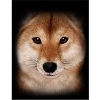 [. собака ] открытка чёрный фон 