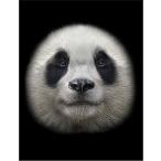 [ Panda. лицо ] открытка чёрный фон 