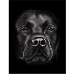 [ Rav Rado ruretoli балка * собака *..] открытка чёрный фон 