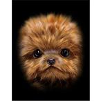 [ пудель * собака *..] открытка чёрный фон 