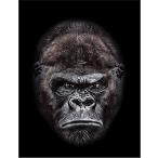 [ Gorilla. face ] postcard black background 