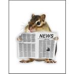 [ газета . читать белка ] открытка 