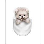 【ポケットに入ったポメラニアン 】ポストカード