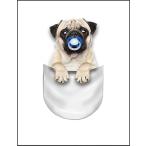 [ карман . входить .. младенец Pug ] открытка 