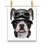 【かわいい フレンチブルドッグ ドッグ 犬 いぬ ヘルメット】ポスター　A1サイズ by Fox Republic
