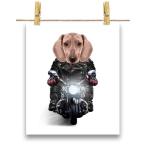 【クリーム色 ダックスフンド ドッグ 犬 いぬ バイク ヘルメット】ポスター　A2サイズ by Fox Republic