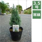コニファー シルバースター 3 5号 10 5cm 庭木 垣根 シンボルツリー ベランダガーデン Buyee Buyee 日本の通販商品 オークションの代理入札 代理購入