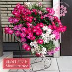 (送料無料) ウェルカムローズ ミニ薔薇の寄せ植え リース仕立て / ミニバラ・寄せ植え