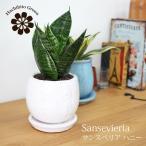( часть регион бесплатная доставка ) сансевиерия мед мир современный яйцо type pot организовать поддонник имеется 4 номер (11.5cm)