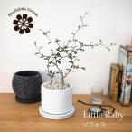 ( часть регион бесплатная доставка )sofola little Bay Be 4 вид из можно выбрать цветочный горшок поддонник имеется / подарок подарок новое здание праздник . салон декоративное растение 