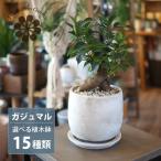 ガジュマル幹太タイプ5号6種類から...