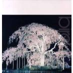 【レコード】BIRD - 桜 (JPN) 12" JAPAN 2001年リリース