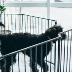 Scandinavian Pet Design - -s торцевая дверь торцевая дверь секция 