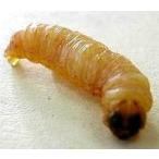  натуральный виноград насекомое 10 шт входить 