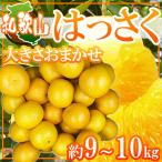 和歌山県産　訳ありはっさく　大きさおまかせ　約9〜10kg　焼け・傷・しわあり