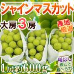  производство земля тщательно отобранный автомобиль in мускат 3.1. примерно примерно 600g прохладный рейс отправка 