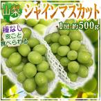 山梨県産 シャインマスカット 2房 1房約500g クール便発送