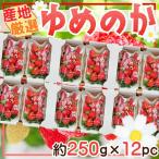  производство земля тщательно отобранный ... . клубника 1 упаковка примерно 250g×12 упаковка прохладный рейс отправка 