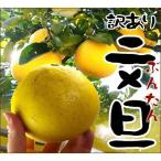 訳あり文旦2kg送料無料不揃い土佐...