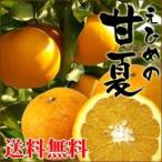 愛媛産 今だけ1kg増量!合計5kg 訳あり甘夏 4kg【送料無料】