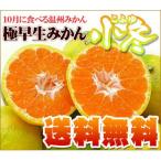 極早生みかん小冬10kg×2で20kg 送料無料 訳あり・不揃い フルーツ 果物 旬 くだもの わけあり 食品 ワケあり ふぞろい みかん 柑橘類 ミカン