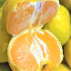  кислота ....~.! самый становится! Ehime префектура производство сельское хозяйство дом san .... высшее . сырой есть перевод мандарин 8.5kg(+ примерно 0.5kg несколько большее количество ) бесплатная доставка фрукты фрукты .. было использовано цитрусовые 