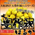 ショッピング大 大豊作祝いのはるか 5kg 送料無料 訳あり 不選別 愛媛県産 フルーツ 果物 くだもの ワケあり ご家庭用 みかん 柑橘類 愛媛産 産地直送