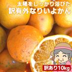 愛媛産 ご家庭用 農家さんもぐもぐ 外なり訳ありいよかん 10kg(+約0.5kg多め) 送料無料 伊予柑 不揃い 傷 汚れ有 フルーツ 果物 くだもの みかん 柑橘類