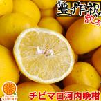 ショッピング文旦 チビマロ河内晩柑 訳あり 10kg 愛媛県産 送料無料 不揃い 2セット御購入でお得な500円OFFクーポン！夏文旦  かわうちばんかん フルーツ 果物 くだもの 柑橘類