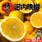 愛媛産 特に訳あり河内晩柑10kg(+約0.5kg多め)【送料無料】不揃い 傷 汚れ有 みしょうかん・グレープフルーツ 規格外品 愛媛県産 家庭用 フルーツ 果物