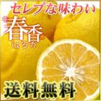 訳ありはるか2kg　送料無料　不揃い　フルーツ 果物 旬 くだもの わけあり 食品 ワケあり ふぞろい みかん 柑橘類 ミカン 産地直送