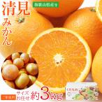 送料無料 清見 ご家庭�