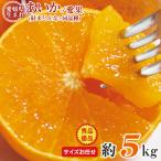 安心の自社検品 送料無料 愛媛県産 あいか 愛果 紅まどんな みかん 愛媛みかん 愛まどんな サイズお任せ 約 5kg 国産みかん ご家庭用 愛媛県