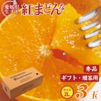 安心の自社検品 送料無料 愛媛県産 紅まどんな みかん 愛媛みかん 愛まどんな 紅マドンナ 2L サイズ 3玉 ギフト 秀品