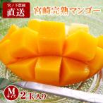 農家直送 産地直送 宮ノ下農園 宮崎完熟マンゴー 宮崎マンゴー 完熟マンゴー マンゴー M サイズ 2玉 化粧箱 国産  国産マンゴー 母の日 父の日 ギフト