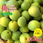 送料無料 秀品 梅 南高梅 白加賀梅 鶯宿梅 奈良県 梅 梅干し 梅ジュース 梅酒 加工用 約 2kg サイズふぞろい 家庭用 ご家庭用 サイズ混合 ワケアリ 傷モノ