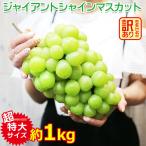 送料無料 地域厳選 超 特大 シャインマスカット 訳アリ 1kg 以上 大粒 大サイズ 4L 以上 ご家庭用 マスカット ぶどう ギフト