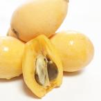 .. fruit fruit Nagasaki prefecture production loquat . raw 2L size 18 piece (9 piece ×2) vanity case go in 