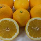 河内晩柑　訳あり　5キロ（+300g保証分　計5.3ｋｇ）ジューシーオレンジ　熊本産　宇和ゴールド　和製グレープフルーツ みかん ミカン 蜜柑　80サイズ