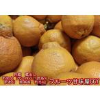 【蔵出し 貯蔵品】不知火 訳あり デコポンと同品種 デコみかん 熊本産 約5kg クール便発送 80サイズ