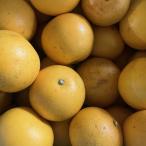 国産グレープフルーツ　約5キロ　熊本産　超貴重　ホワイト　80サイズ