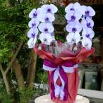 【2本立】紫の胡蝶蘭〜パープルエレガンス〜　一際目立つ珍しい花鉢・開店御祝・就任御祝・誕生日御祝・退職御祝など
