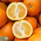 【B品・訳あり】 有機 はっさく 10kg 有機JAS (佐賀県 佐藤農場) 産地直送