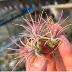 中＊Tillandsia生産農場参...