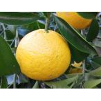 na. мандарин нет пестициды Shizuoka Shimizu старый лето mi can 5 kilo река . лето оранжевый ma-mare-do[ распродажа день ]