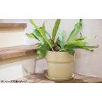 ポッシュリビング 植木鉢 受け皿付き 軽量 玄関 エントランス ガーデニング 家庭菜園 おしゃれ アーバンプランツポット ソリッド チャコール