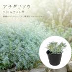 アサギリソウ朝霧草9cmポット苗シルバーリーフアルテミシア宿根草グランドカ...