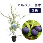 ビルベリー苗木12cmポット３株樹高約60cm野生種ワイルドブルーベリーネ...